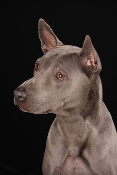 Thai Ridgeback