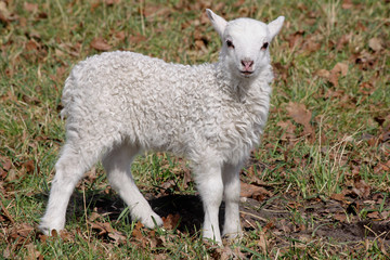 Obraz premium Osterlamm