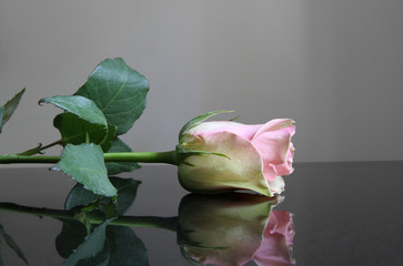 Rose auf einem Tisch
