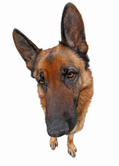 isolated funny dog
