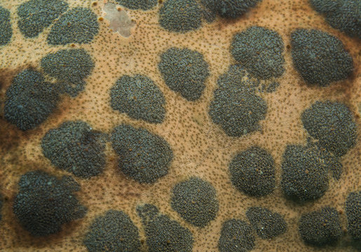 Indian cushion sea star, Culcita shmideliana