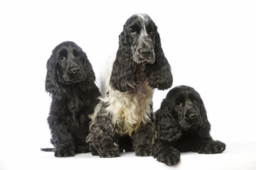 famille de cockers anglais spaniel en studio fond blanc