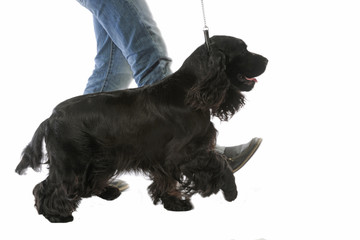 cocker anglais noir et son maître marchant au pas