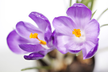 Violet crocus closeup