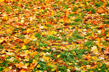 Autumn Leaves