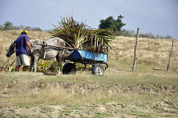 Obraz premium Zuckerrohr-Ernte auf Cuba