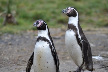 Naklejka premium Penguins