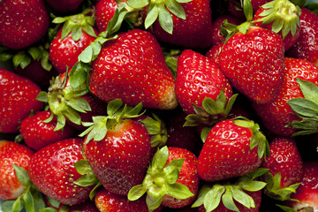 Beautiful red strawberries fresh from the garden