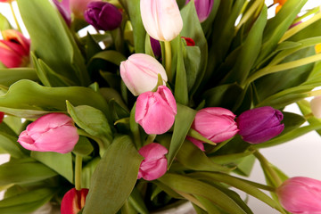 Easter tulips close up