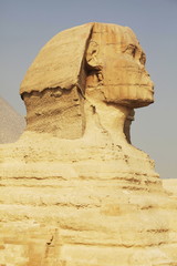 Sphynx