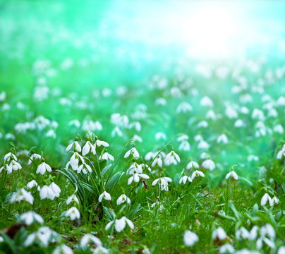 Snowdrop