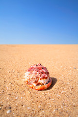 Nautilus shell on sand
