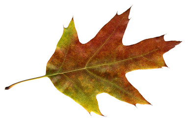 autumn oak leaf