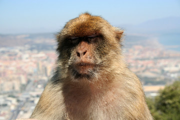Singe magot