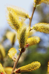 frühling