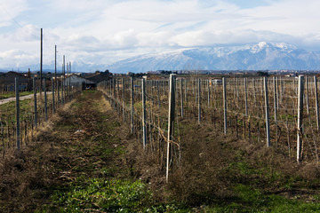 Fototapeta na wymiar Vineyards and mountains