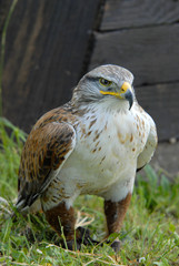 addestrata