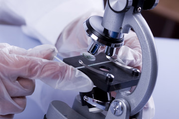Under the microscope
