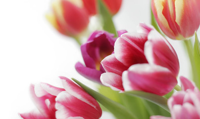 Naklejka premium tulpen vor weißem hintergrund