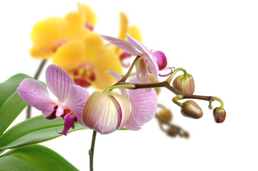 Orchideen 42