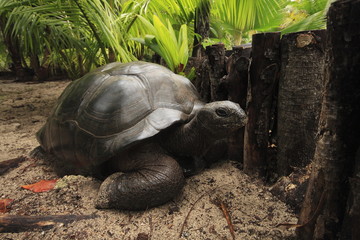 denis island seychelles tartarughe