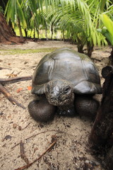 denis island seychelles tartarughe