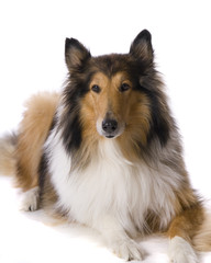 Collie