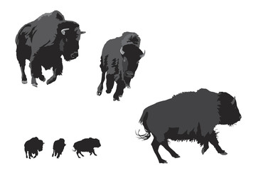 bison galloping - 20929954