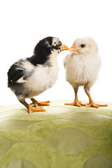 Two chicks.