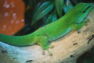 Gecko gruen 2
