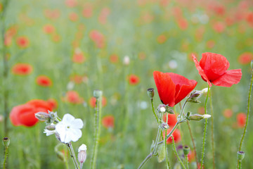 Fototapeta premium red poppies on field