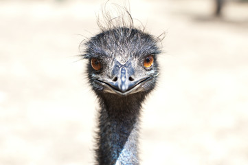 Emu's face