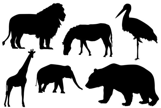 Silhouette of wild animals