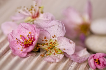 Rosa Pfirsichblüten