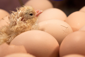 Poussin sortant de l'oeuf © JMP de Nieuwburgh