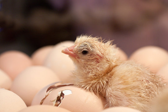 Poussin sortant de l'oeuf