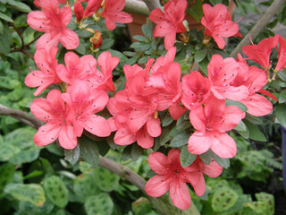 flower of an azalea. Rhododendron