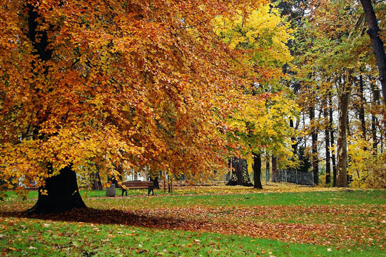 Bank im Park unter einem Baum links im Herbst