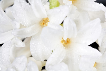 Fototapeta na wymiar white pearl hyacinth.