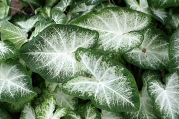 Caladium