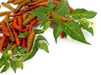 piments rouges confits, fond blanc