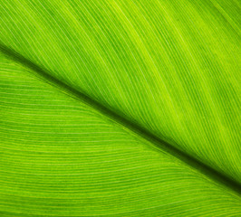 Green leaves