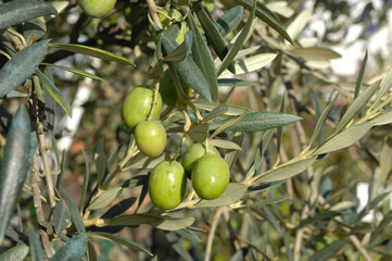 olives vertes