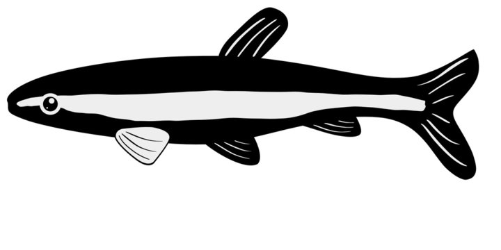 pencilfish