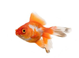 Oranda goldfish over white background