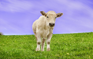Calf In A Green Meadow with Blue Sky.