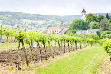 Fototapeta na wymiar vineyard at Falkenstein, Lower Austria, Austria