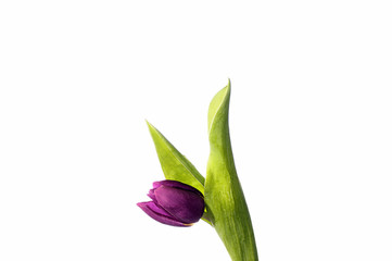 Tulpen  # 1434