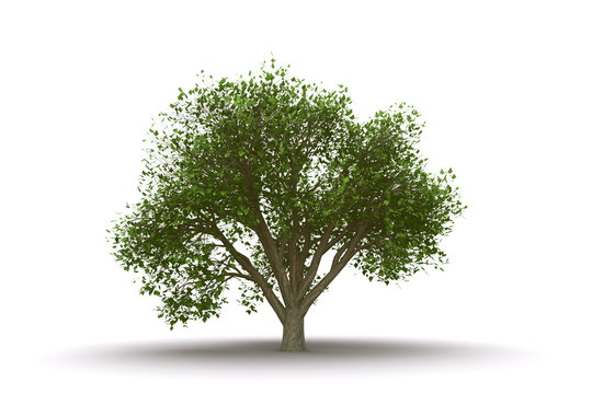 Elm tree isolated