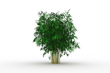Fototapeta premium Bamboo